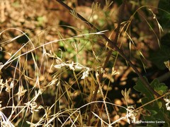 Chaerophyllum nodosum