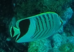 Chaetodon paucifasciatus