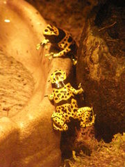 Dendrobates leucomelas