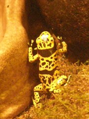 Dendrobates leucomelas
