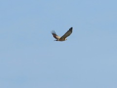 Circaetus