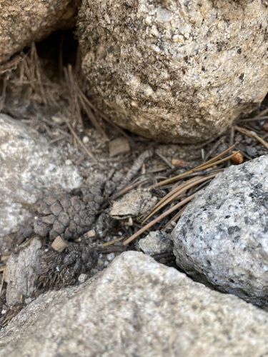 iNaturalist observation photo of Pacific chorus frog