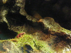 Epipedobates tricolor