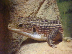 Gerrhosaurus nigrolineatus