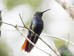 Anthracothorax nigricollis