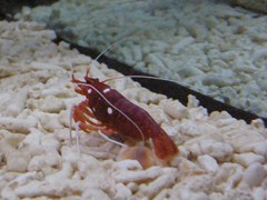 Lysmata debelius