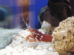 Lysmata debelius