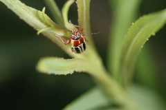 Pachybrachis bivittatus