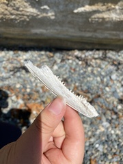 Oncorhynchus tshawytscha