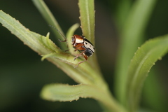 Pachybrachis bivittatus