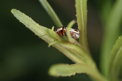Pachybrachis bivittatus