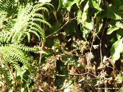 Chaerophyllum nodosum