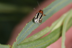 Pachybrachis bivittatus