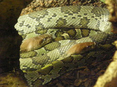 Elaphe moellendorffi