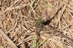 Ophiogomphus smithi