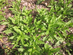 Valerianella locusta