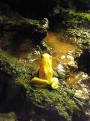 Phyllobates terribilis