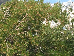 Aphelocoma californica