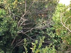 Aphelocoma californica