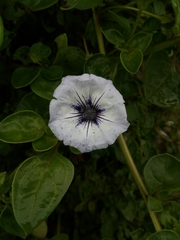 Nolana humifusa