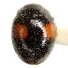 Scymnus circumspectus