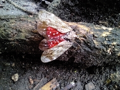 Enchophora sanguiflua