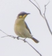 Lichenostomus cratitius