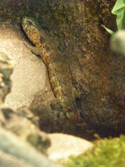 Shinisaurus crocodilurus