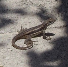 Leiocephalus psammodromus