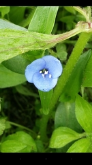 Commelina fasciculata
