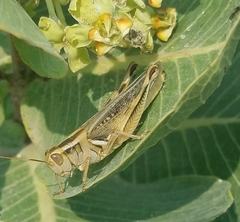 Melanoplus packardii