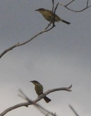 Lichenostomus cratitius