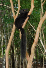 Eulemur macaco