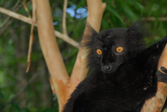 Eulemur macaco