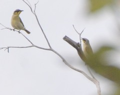 Lichenostomus cratitius