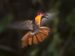 Chrysolampis mosquitus