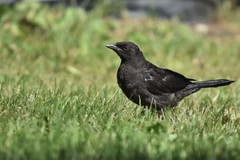 Quiscalus quiscula versicolor