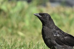 Quiscalus quiscula versicolor