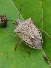 Euschistus variolarius