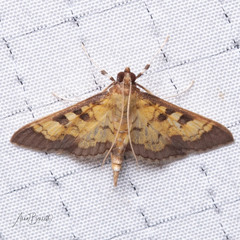 Diacme elealis