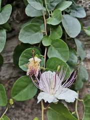 Capparis spinosa
