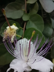 Capparis spinosa