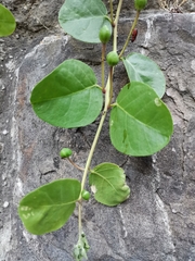 Capparis spinosa