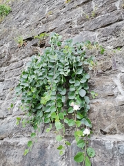 Capparis spinosa