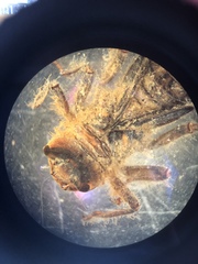 Cordulegaster maculata