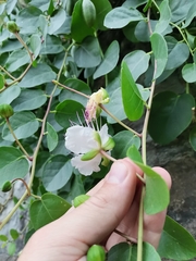 Capparis spinosa
