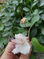 Capparis spinosa