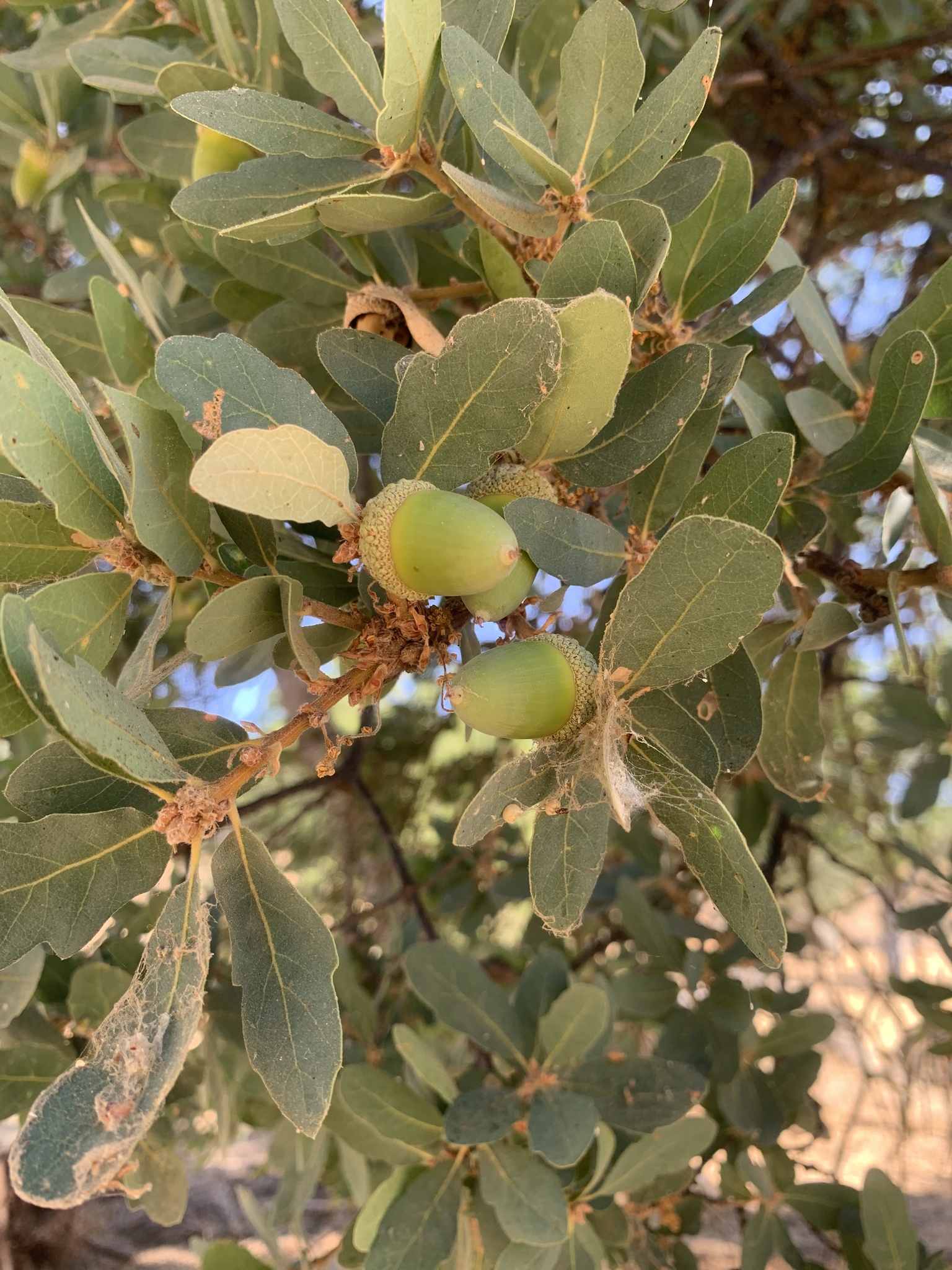 Quercus douglasii