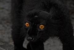 Eulemur macaco