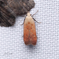 Anacampsis fullonella